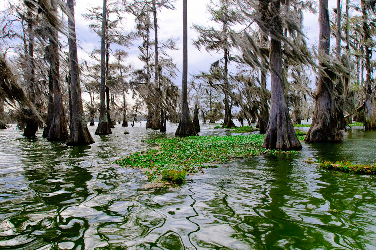 wetlands